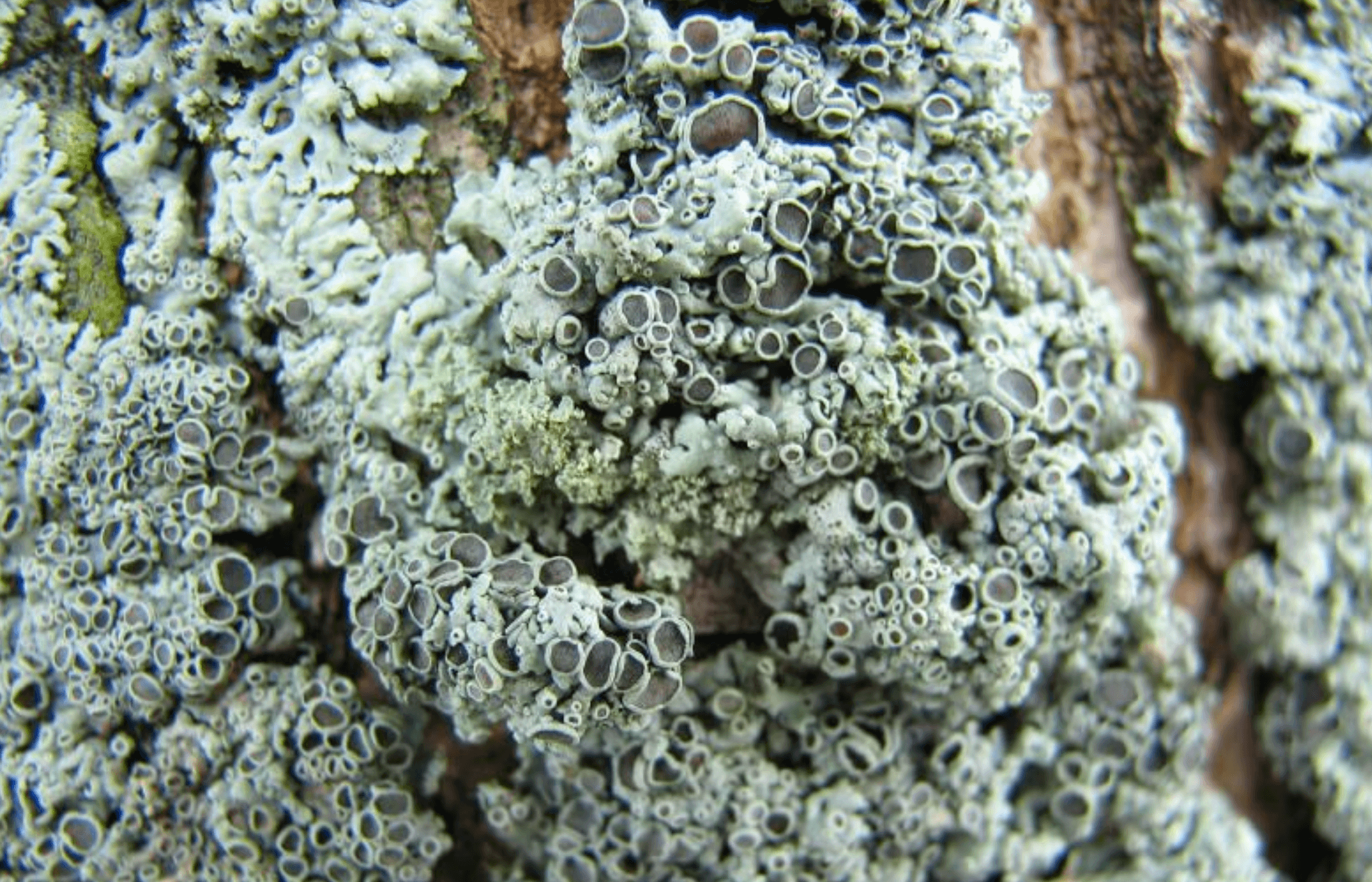 Analisi ed eliminazione delle muffe